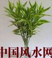 渭南十二生肖养什么植物最旺财运？你知道吗！